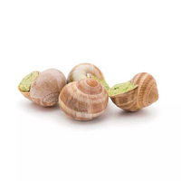   1 bocal de 36 escargots cuits au court-bouillon 