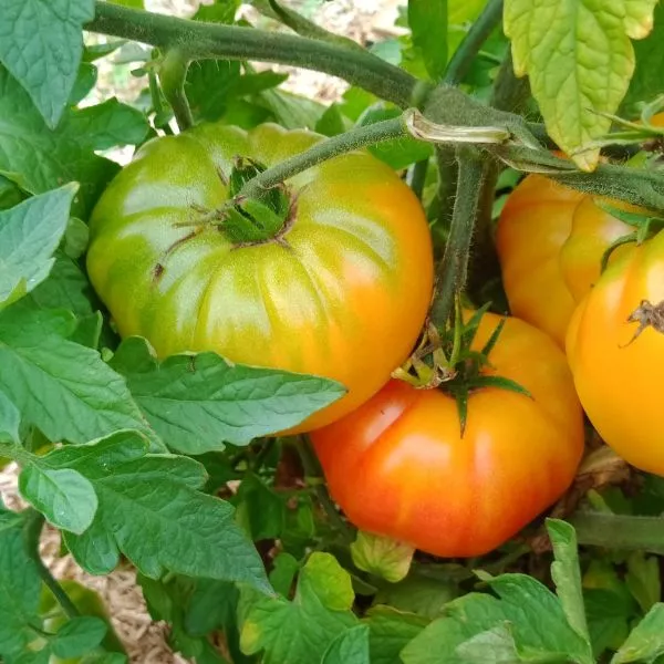 Tomates du jardin