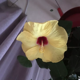 carolinel_2ab2
