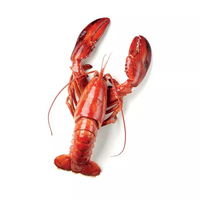 500 gramme(s) de langoustines fraîches crues